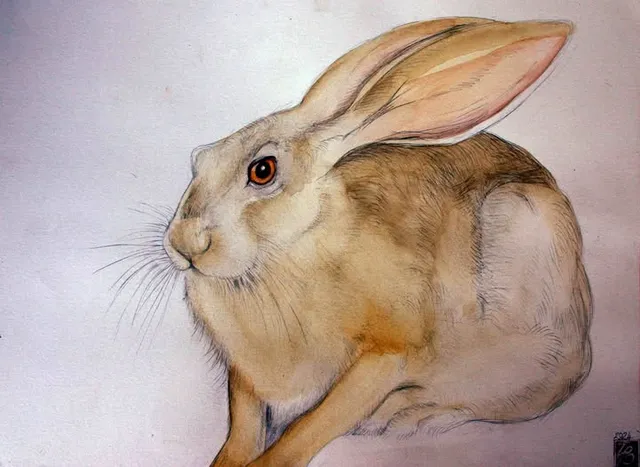 An African Hare