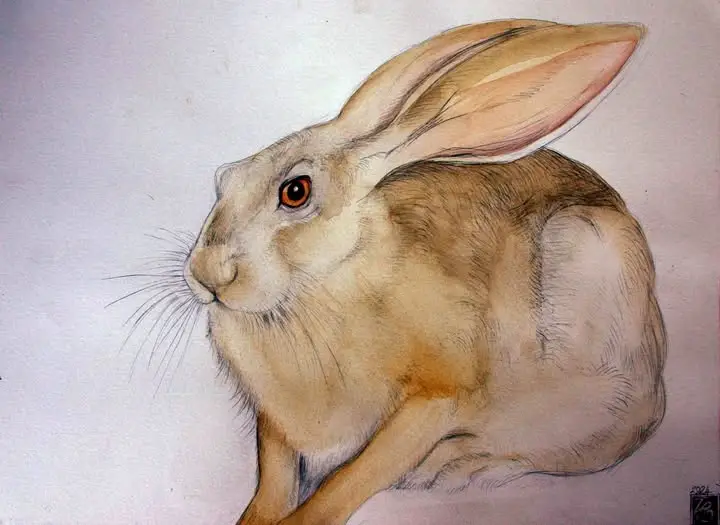 An African Hare