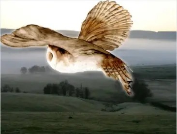 All Souls Owl