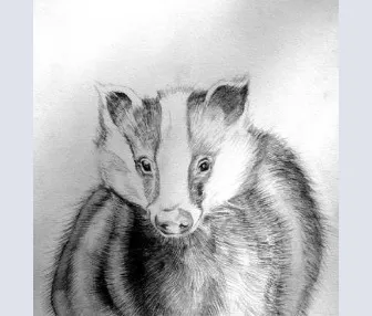 Badger