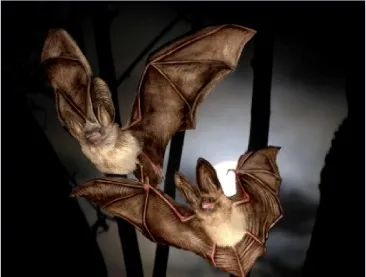 Brown Long-Eared Bats