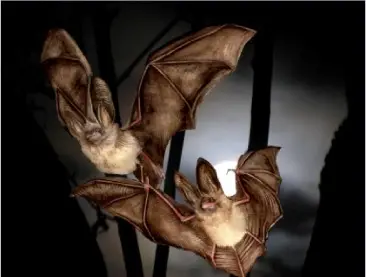 Brown Long-Eared Bats
