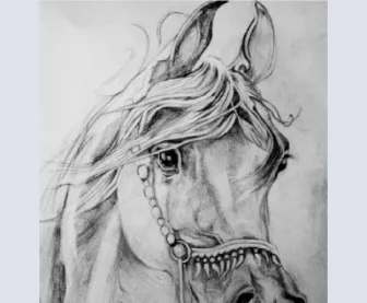 'Cenzio' Arabian Stallion