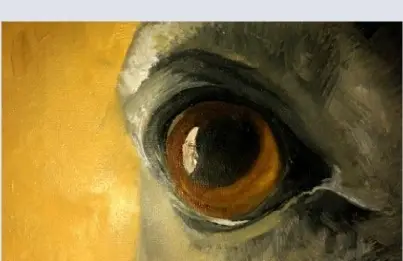 Eye of Horse