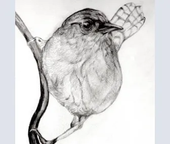 Jenny Wren