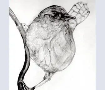 Jenny Wren
