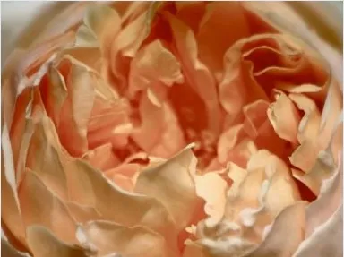 Lady of Shalott