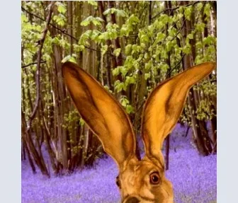 Melangell's Hare (in the bluebells)