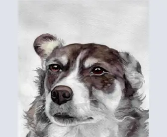 'Millie the Wise' Border Collie