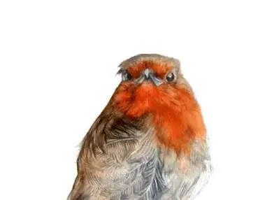 Mr Robin