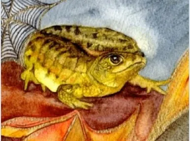Palmate Newt