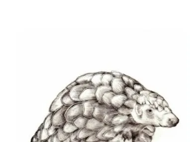 Pangolin