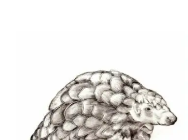 Pangolin