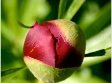 Peony