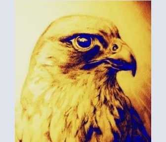 Peregrine Falcon