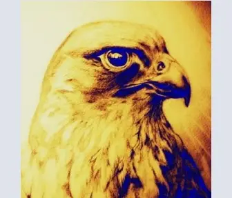 Peregrine Falcon