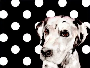Polka Dotty Dalmatian