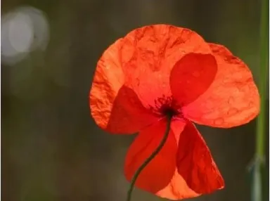Poppy Power